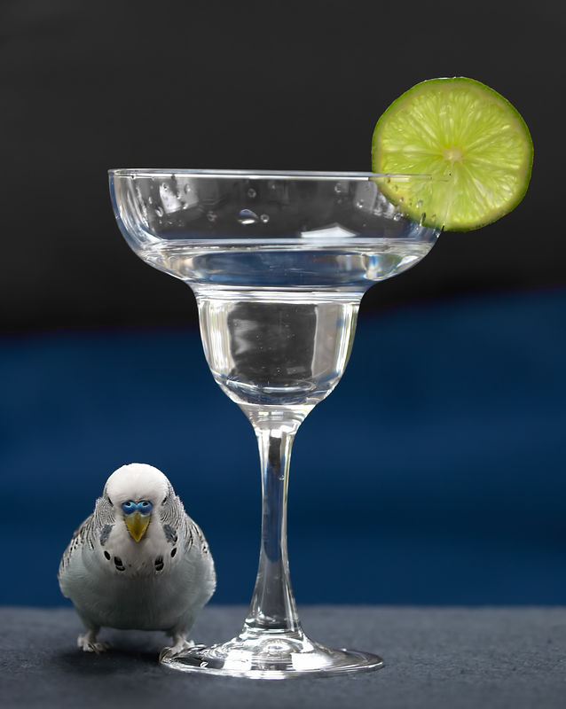 budgie-lime.jpg