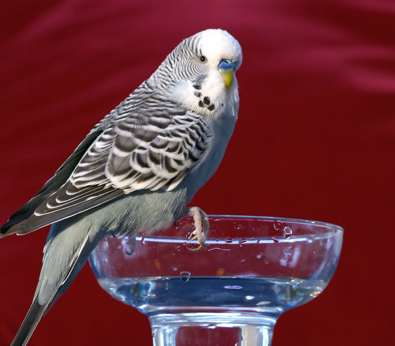 budgie-majestic.jpg