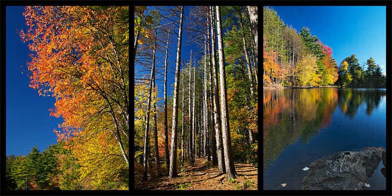 fall_forest_triptych.jpg