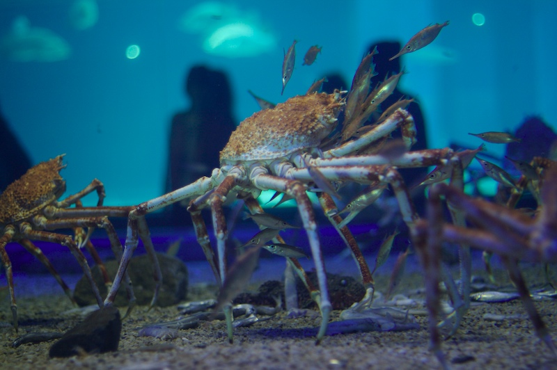 osaka_crab.jpg