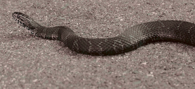 snake_in_town.jpg
