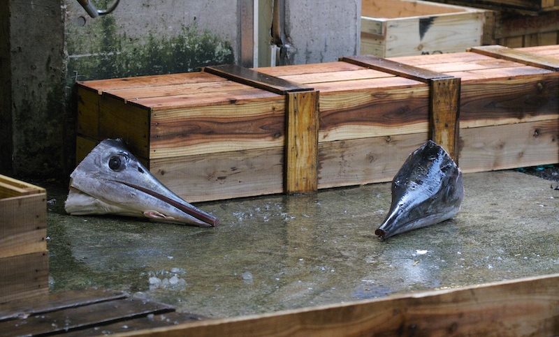 tsukiji_fishheads.jpg