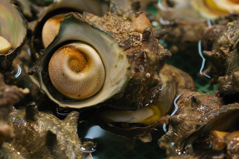 tsukiji_snails.jpg