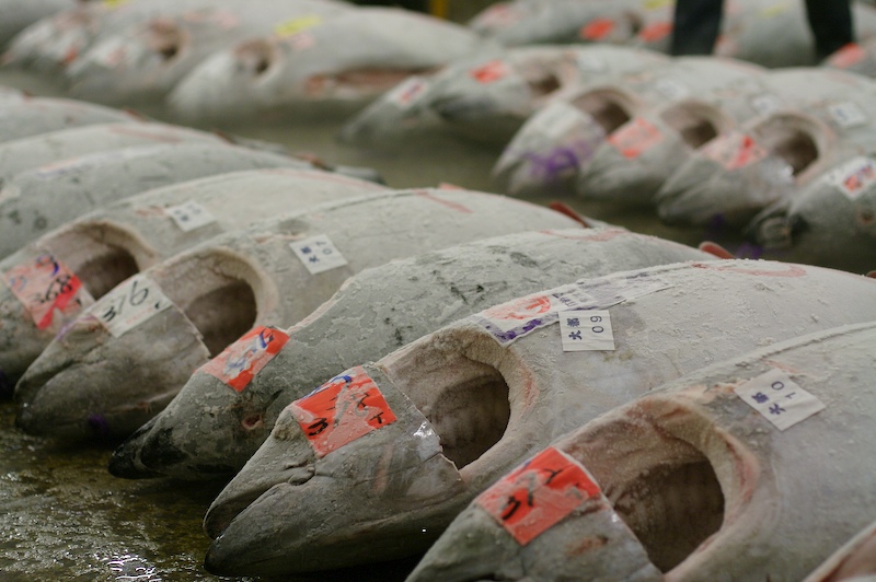 tsukiji_tuna_2.jpg